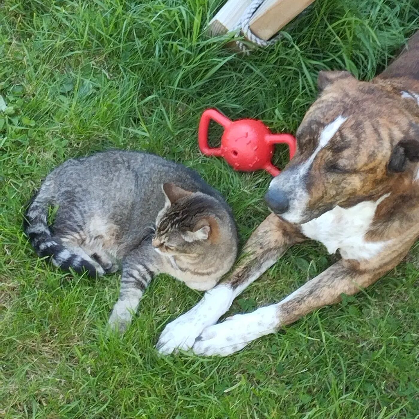Un chien éduqué au calme jouant avec un chat